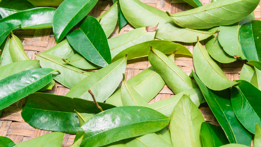 Natural Soursop & Mango Whole Leaves(Sold Local-Greater Toronto Area)