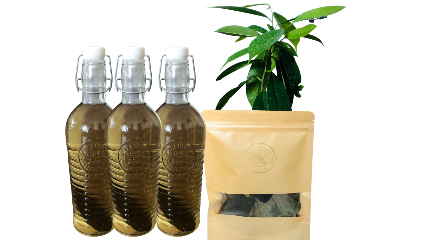 Soursop dried leaves shown in picture and chilled soursop tea and fresh soursop leaves