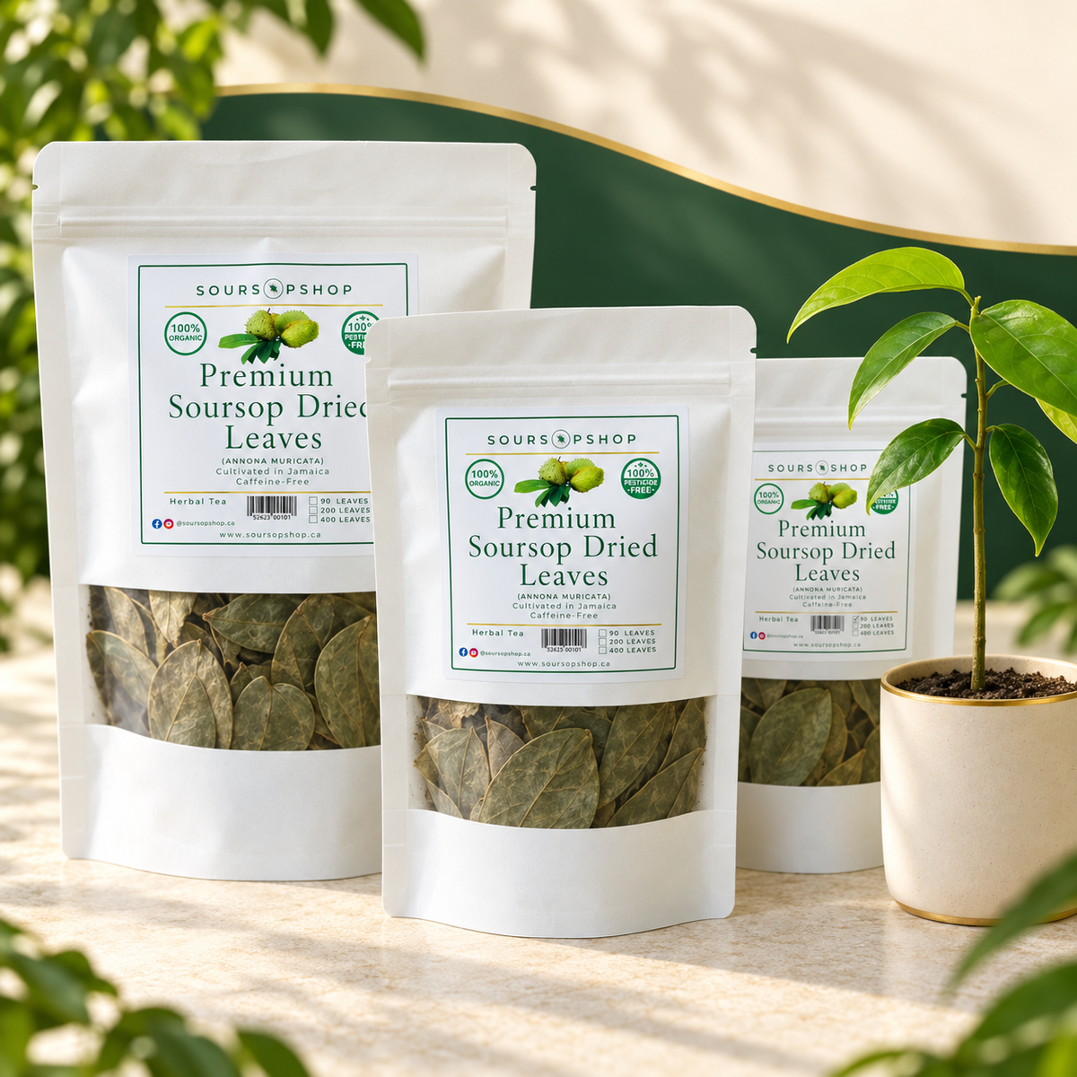 Feuilles entières séchées au Corosan naturel