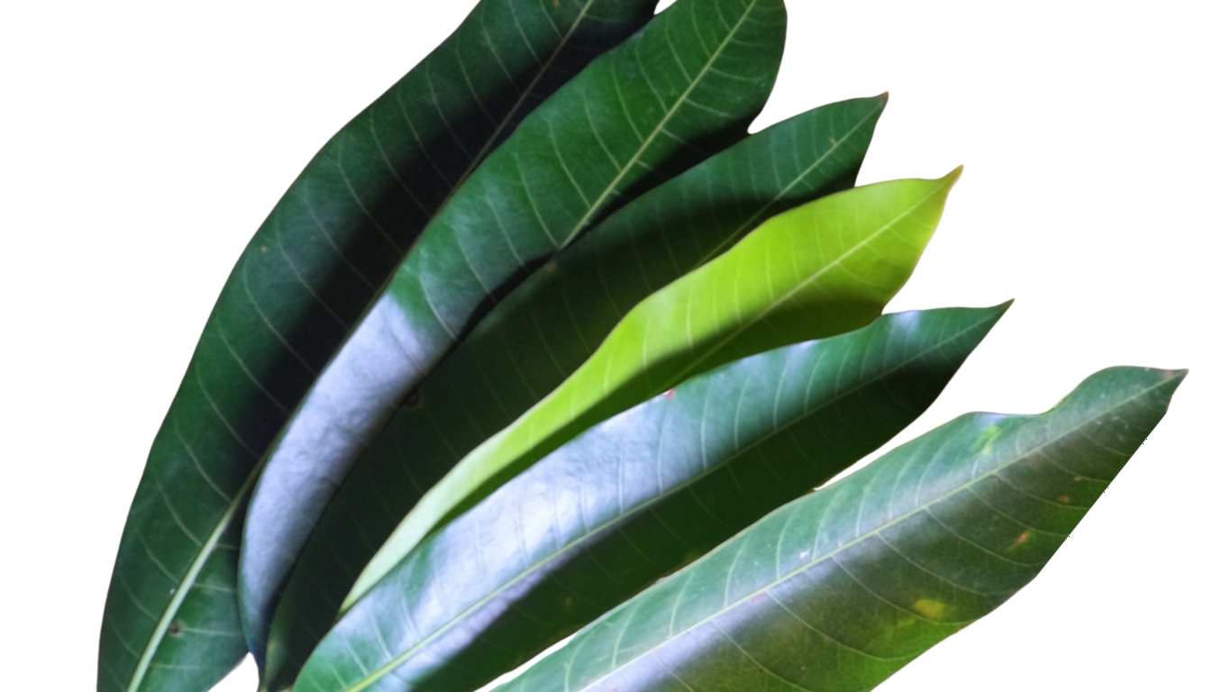 Natural Soursop & Mango Whole Leaves(Sold Local-Greater Toronto Area)