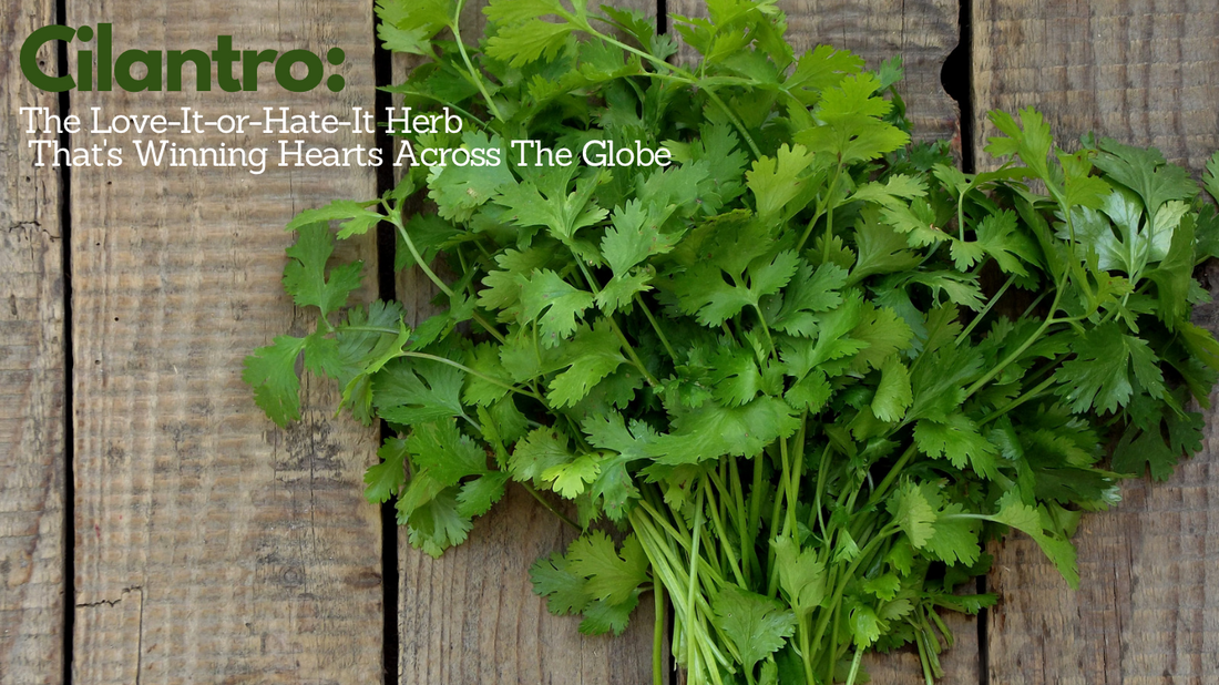 Cilantro: The Love-It-or-Hate-It Herb That's Winning Hearts Across The Globe