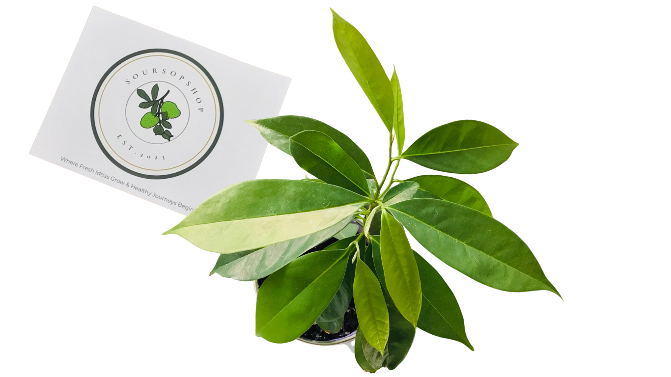 Natural Soursop & Mango Whole Leaves(Sold Local-Greater Toronto Area)